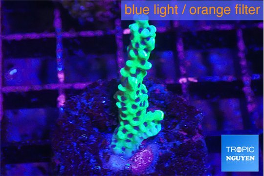 Montipora green & purple polyps 3-4 cm WYSIWYG acclimaté