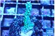 Montipora green & purple polyps 3-4 cm WYSIWYG acclimaté