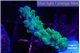 Acropora joker 3-4 cm WYSIWYG acclimaté