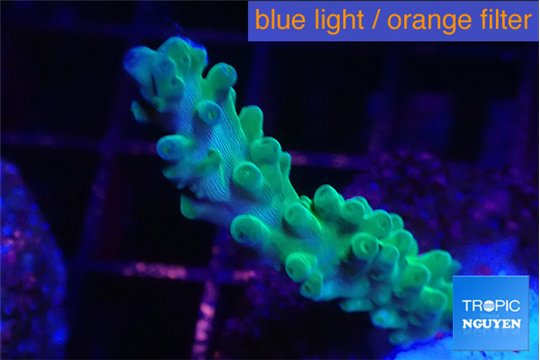 Acropora joker 3-4 cm WYSIWYG acclimaté