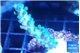 Acropora joker 3-4 cm WYSIWYG acclimaté