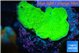 Montipora green cap 3-4 cm WYSIWYG acclimaté