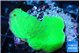 Montipora green cap 3-4 cm WYSIWYG acclimaté