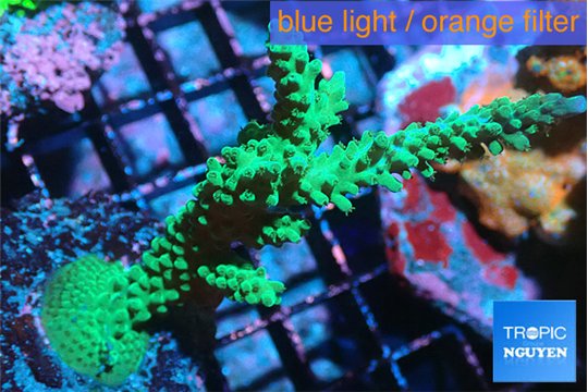Acropora green & purple tip 4-5 cm WYSIWYG acclimaté