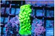 Acropora neon green 3-4 cm WYSIWYG acclimaté