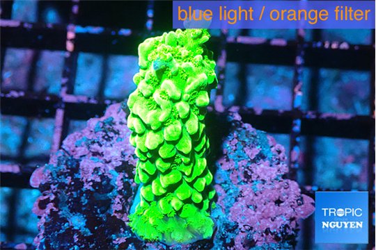 Acropora neon green 3-4 cm WYSIWYG acclimaté