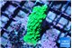 Acropora neon green 3-4 cm WYSIWYG acclimaté