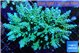 Acropora nana 7-11 cm WYSIWYG acclimaté