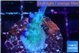 Acropora purple & white polyps Fijii 2-3 cm WYSIWYG acclimaté