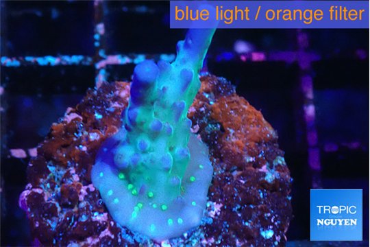 Acropora purple & white polyps Fijii 2-3 cm WYSIWYG acclimaté