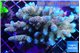 Acropora mango & blue tip 7-11 cm WYSIWYG acclimaté
