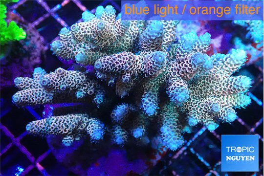 Acropora mango & blue tip 7-11 cm WYSIWYG acclimaté