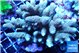 Acropora mango & blue tip 7-11 cm WYSIWYG acclimaté