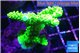 Acropora neon green 4-6 cm WYSIWYG acclimaté