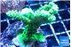 Acropora neon green 4-6 cm WYSIWYG acclimaté