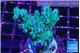 Acropora purple green 3-5 cm WYSIWYG acclimaté