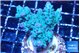 Acropora purple green 3-5 cm WYSIWYG acclimaté