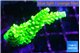 Acropora neon green 3-4 cm WYSIWYG acclimaté