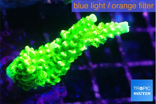 Acropora neon green 3-4 cm WYSIWYG acclimaté