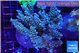 Acropora purple gold 7-11 cm WYSIWYG acclimaté