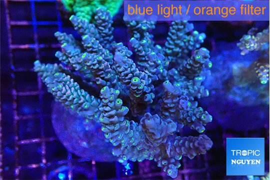 Acropora purple gold 7-11 cm WYSIWYG acclimaté