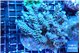 Acropora purple gold 7-11 cm WYSIWYG acclimaté