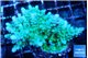 Acropora green & purple tip 4-6 cm WYSIWYG acclimaté