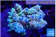Acropora Walt Disney 6-10 cm WYSIWYG acclimaté