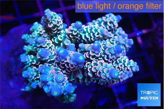 Acropora Walt Disney 6-10 cm WYSIWYG acclimaté