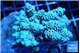 Acropora Walt Disney 6-10 cm WYSIWYG acclimaté