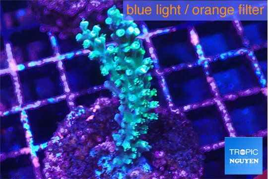 Acropora joker 3-5 cm WYSIWYG acclimaté