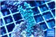 Acropora joker 3-5 cm WYSIWYG acclimaté