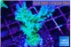Acropora green blue ice Fijii 3-5 cm WYSIWYG acclimaté