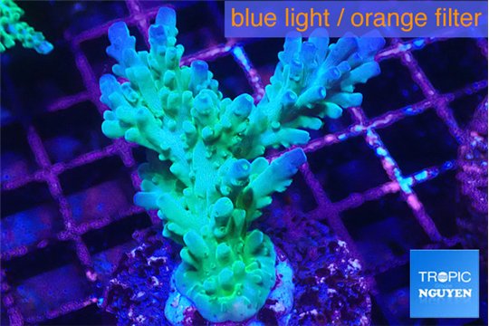 Acropora green blue ice Fijii 3-5 cm WYSIWYG acclimaté