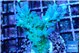 Acropora green blue ice Fijii 3-5 cm WYSIWYG acclimaté