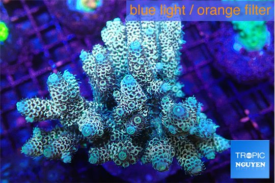 Acropora mango & blue tip 7-11 cm WYSIWYG acclimaté