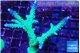 Acropora green & purple tip 4-6 cm WYSIWYG acclimaté