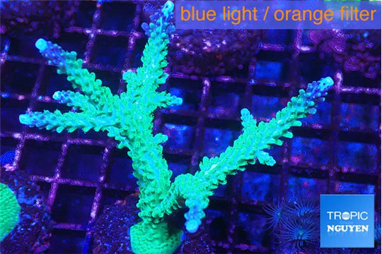 Acropora green & purple tip 4-6 cm WYSIWYG acclimaté