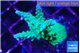 Acropora green & purple tip 4-6 cm WYSIWYG acclimaté