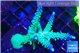 Acropora green & purple tip 5-7 cm WYSIWYG acclimaté
