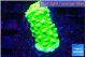Acropora neon green 2-3 cm WYSIWYG acclimaté
