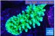 Acropora green & purple tip 4-6 cm WYSIWYG acclimaté