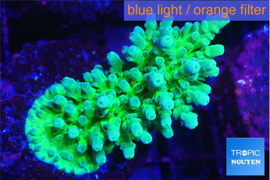 Acropora green & purple tip 4-6 cm WYSIWYG acclimaté