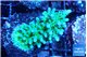 Acropora green & purple tip 4-6 cm WYSIWYG acclimaté