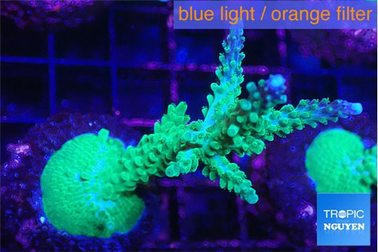 Acropora pink Indonesia 8-12 cm WYSIWYG acclimaté