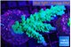 Acropora green blue ice Fijii 3-5 cm WYSIWYG acclimaté