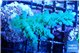 Acropora green blue ice Fijii 3-5 cm WYSIWYG acclimaté