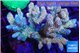 Acropora mango & blue tip 7-11 cm WYSIWYG acclimaté