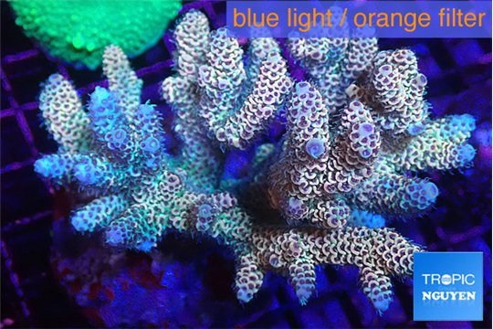 Acropora mango & blue tip 7-11 cm WYSIWYG acclimaté