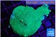 Acropora green 3-4 cm WYSIWYG acclimaté